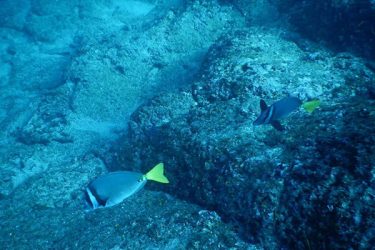 Snorkeling Papagayo Guanacaste