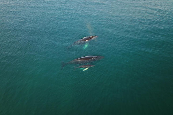 Papagayo Whale Watching