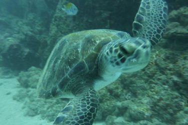 Papagayo snorkeling