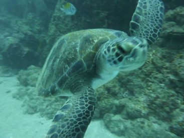 Playa Hermosa Snorkeling